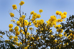 Handroanthus chrysotrichus